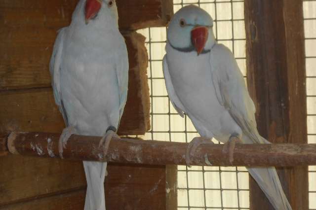 halsband overgoten