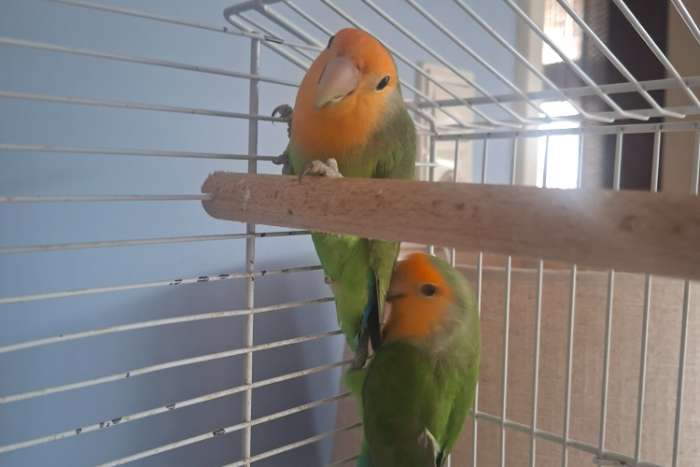 2 agaponisen te koop