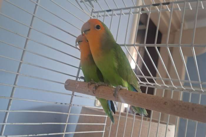 2 agaponisen te koop