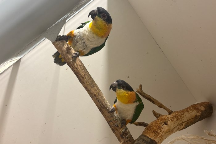 1-1 zwartkopcaique 23/24