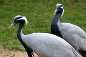 kweekkoppel jufferkraanvogel ( grus virgo)