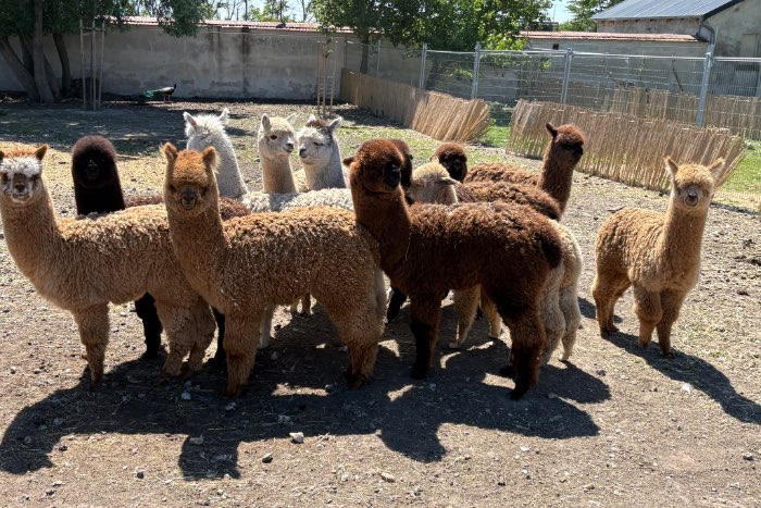 large selection  alpacas