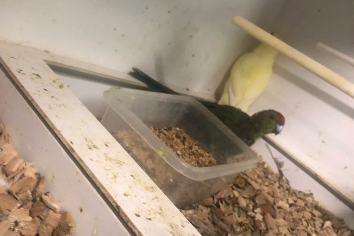 koppel kakariki crème x groen