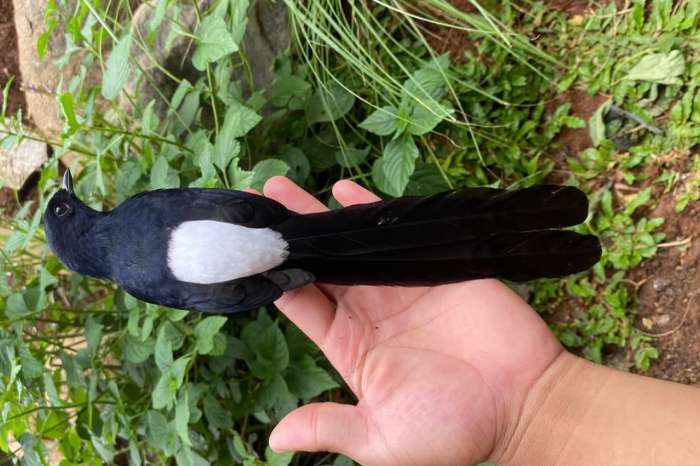copsychus malabaricus