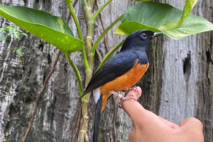 copsychus malabaricus