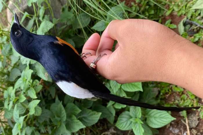 copsychus malabaricus