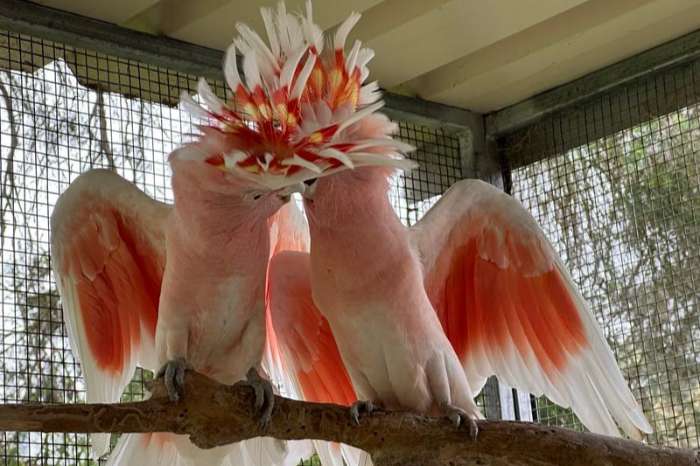 1.1 cacatua leadbeateri (major mitchell's cockatoos) for sale