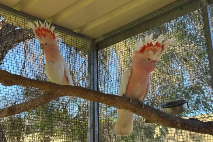 1.1 cacatua leadbeateri (major mitchell's cockatoos) for sale