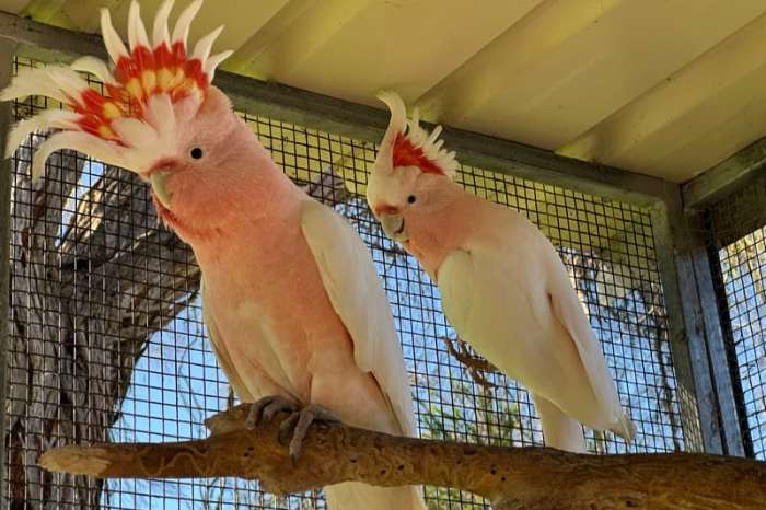 1.1 cacatua leadbeateri (major mitchell's cockatoos) for sale