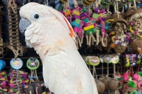 proven breeding pair of moluccan cockatoos (cacatua moluccensis)