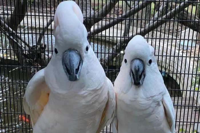proven breeding pair of moluccan cockatoos (cacatua moluccensis)
