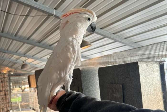 proven breeding pair of moluccan cockatoos (cacatua moluccensis)