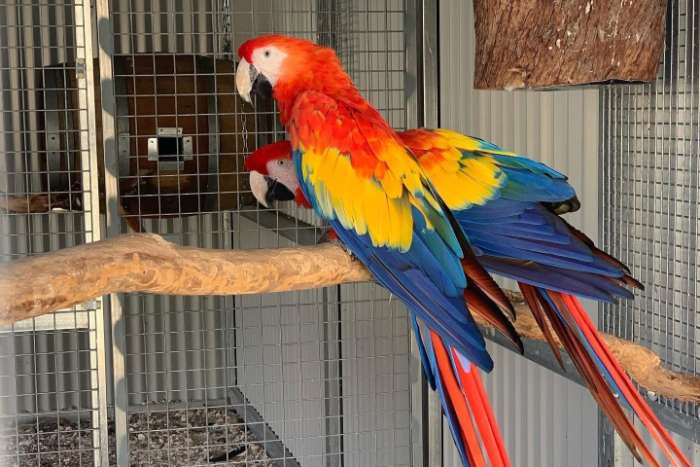 1.1 ara macao ( pair of scarlet macaw breeders) available