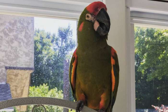 pair of ara rubrogenys or red-fronted macaws