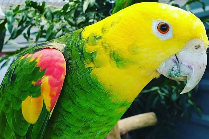 amazona oratrix pair (1.1 amazona oratrix yellow-headed amazon)