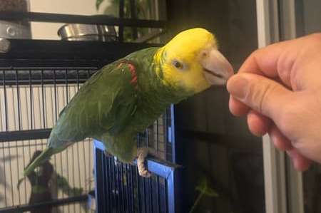 amazona oratrix pair (1.1 amazona oratrix yellow-headed amazon)
