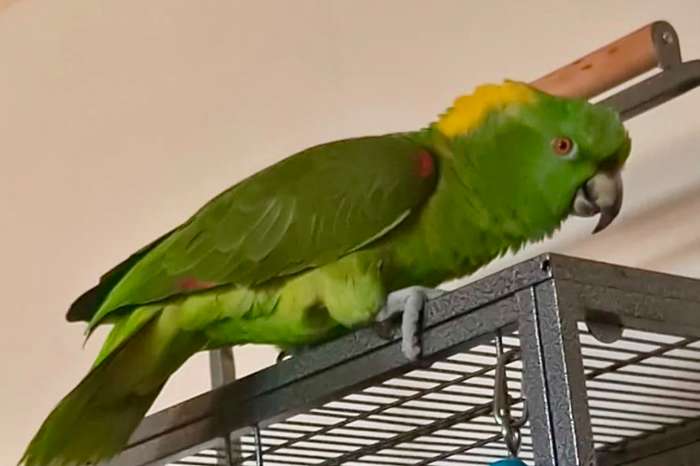 2.0 amazona auropaliata