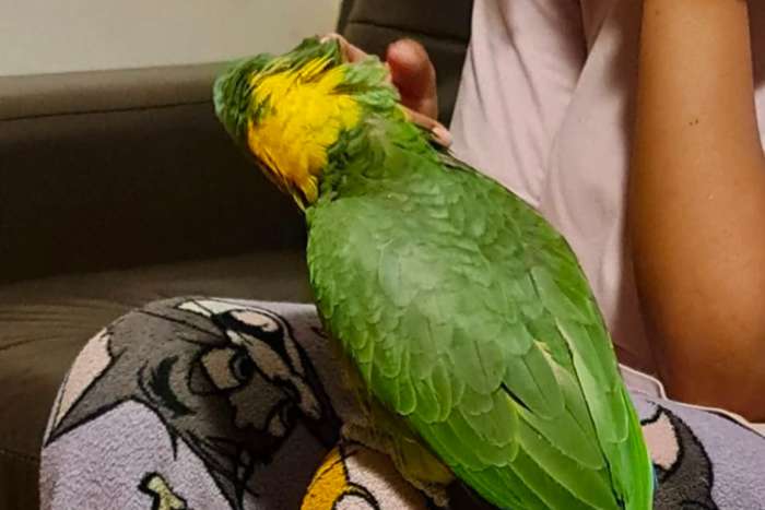 2.0 amazona auropaliata
