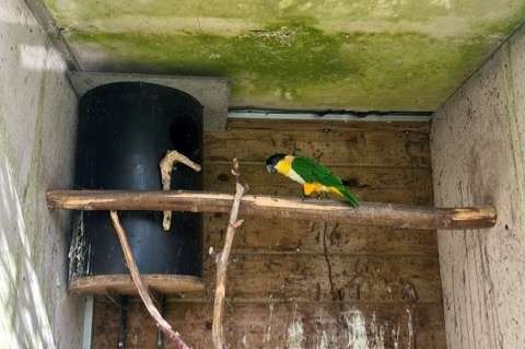 zwartkopcaique