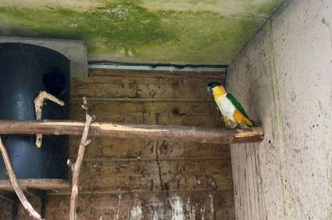 zwartkopcaique