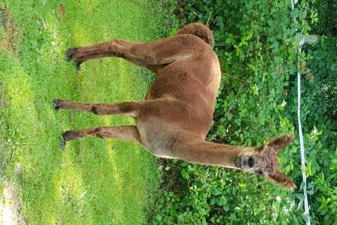 alpacahengst