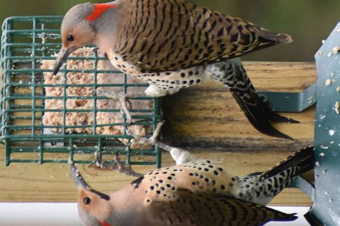 northern shafted flicker