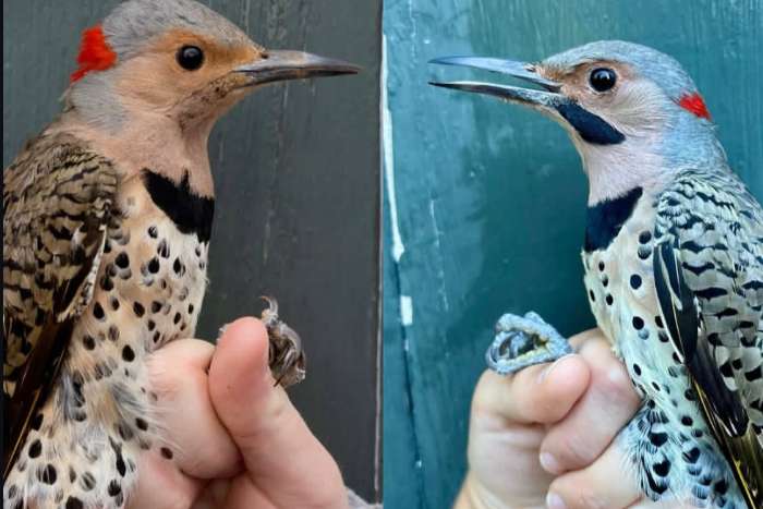 northern shafted flicker