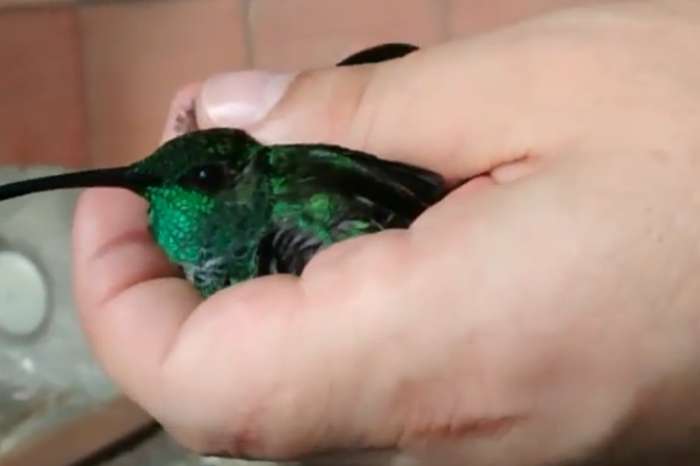 chalybura buffonii