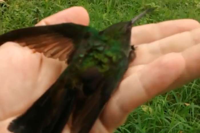 chalybura buffonii