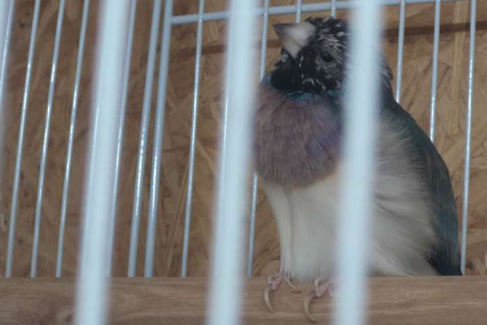 blauw cinnamon