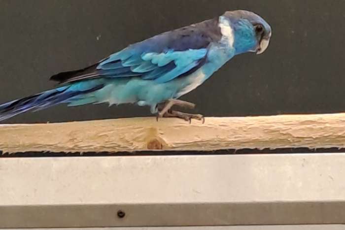 blauwe barnards