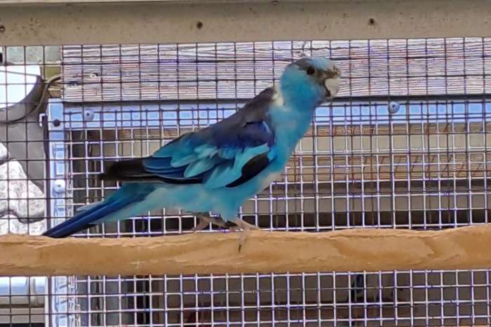 blauwe barnards
