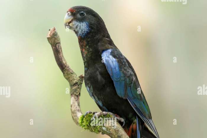 rosella