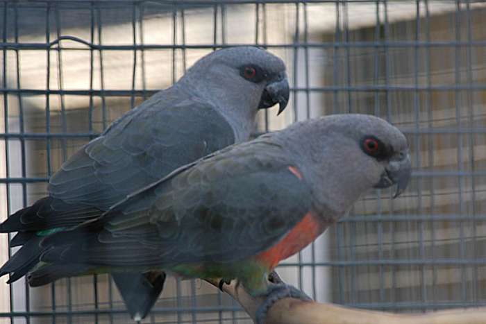 roodbuik-papegaaien/poicephalus rufiventris.