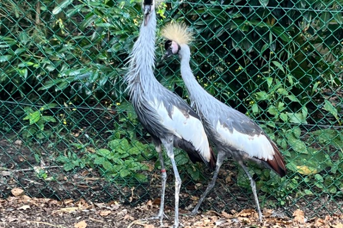 kroonkraanvogel