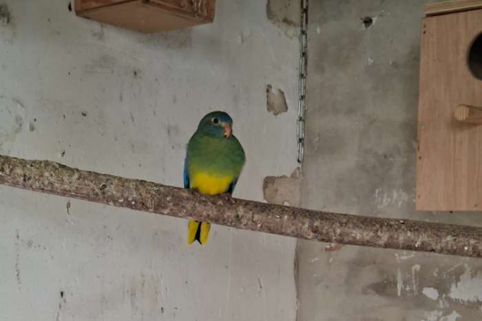 te koop turquoisine
