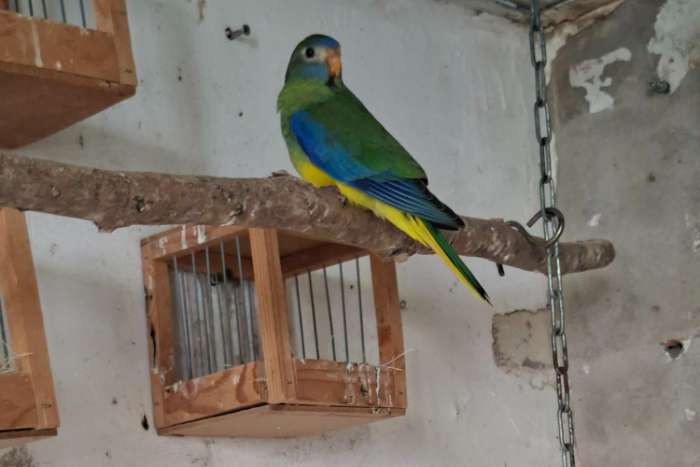 te koop turquoisine