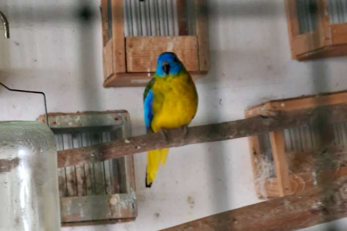 bourks