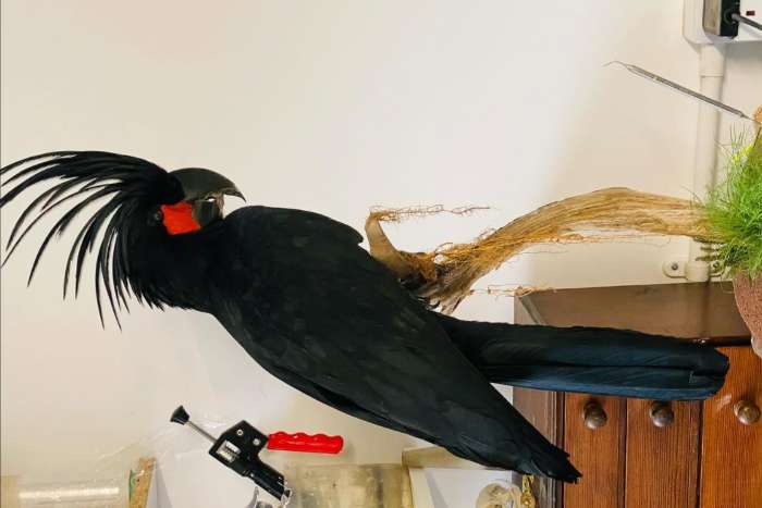 taxidermy