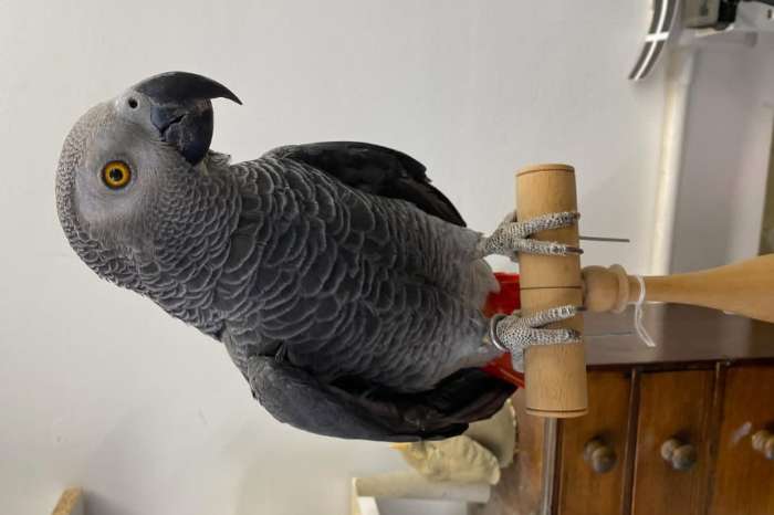taxidermy