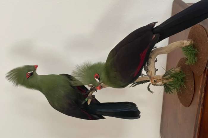 taxidermy