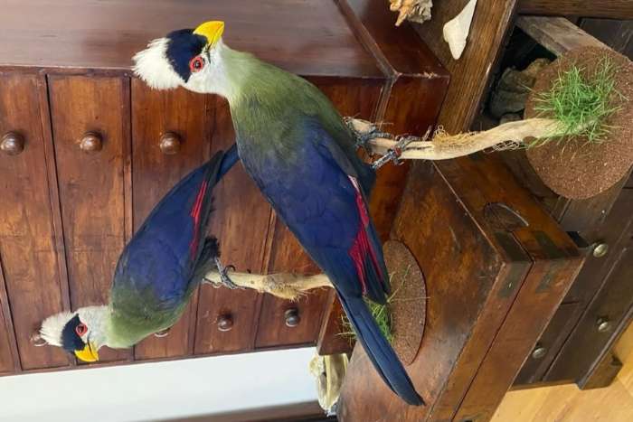 taxidermy