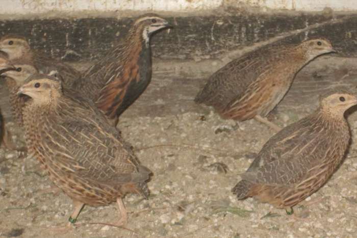 harlekijnkwartels