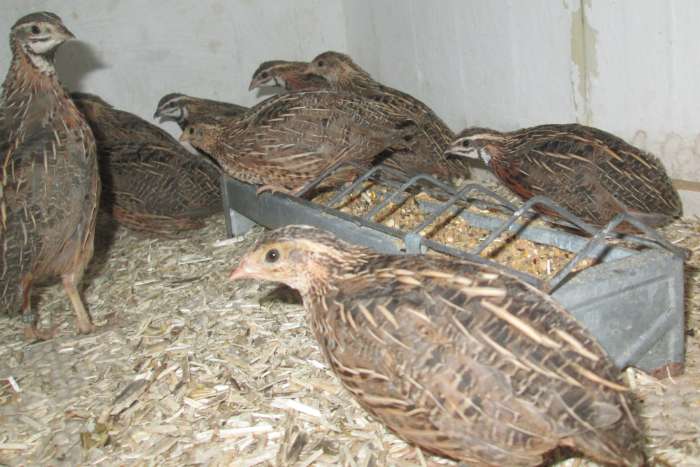 harlekijnkwartels