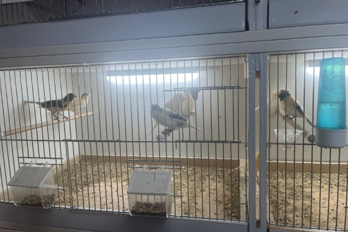 te koop harlekijnen kanaries