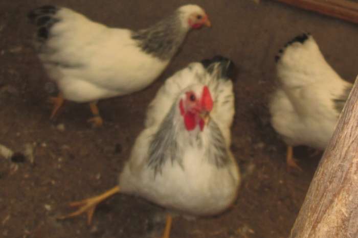wyandotte krielen