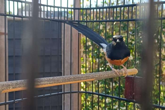 schamalijster man met kooi