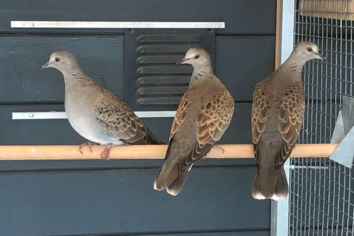 zomertortels