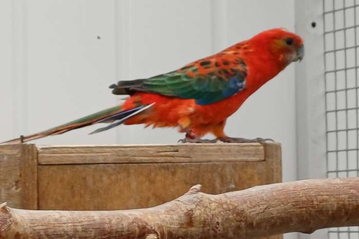 stanley rosella