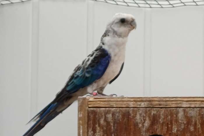 stanley rosella
